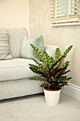 CALATHEA IN MODERN HOME