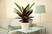 CALATHEA IN MODERN HOME