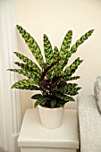 CALATHEA IN MODERN HOME