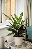 CALATHEA IN MODERN HOME