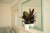 CALATHEA IN MODERN HOME