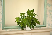 FATSIA JAPONICA IN MODERN HOME