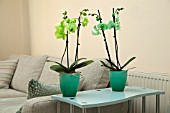 DYED PHALAENOPSIS IN MODERN HOME