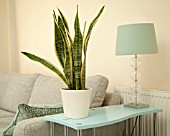 SANSEVIERIA TRIFASCIATA IN MODERN HOME