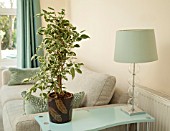 FICUS BENJAMINA IN MODERN HOME