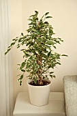 FICUS BENJAMINA IN MODERN HOME