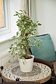 FICUS BENJAMINA IN MODERN HOME