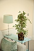 FICUS BENJAMINA IN MODERN HOME