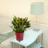 ANTHURIUM IN MODERN HOME