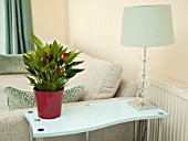 ANTHURIUM IN MODERN HOME