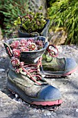 BOOTS AS ALPINE PLANTERS,  RHS HARLOW CARR,  YORKSHIRE