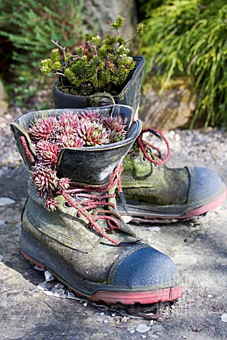 BOOTS_AS_ALPINE_PLANTERS__RHS_HARLOW_CARR__YORKSHIRE