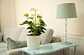 ANTHURIUM IN MODERN HOME