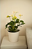 ANTHURIUM IN MODERN HOME