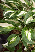 HOSTA UNDULATA VARIEGATA