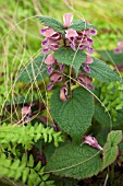 LAMIUM ORVALE