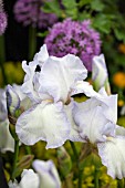 IRIS GERMANICA AGED COTTON