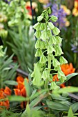 FRITILLARIA PERSICA IVORY BELLS