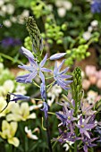 CAMASSIA LEICHTLINII AVONS STELLAR HYBRIDS