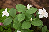 TRILLIUM GRANDIFLORUM SNOWBUNTING