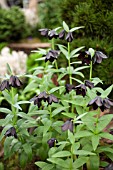 FRITILLARIA CAMSCHATCENSIS BLACK FORM