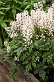 TIARELLA SEA FOAM