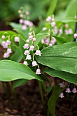 CONVALLARIA MAJALIS ROSEA