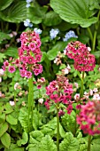 PRIMULA JAPONICA MILLERS CRIMSON