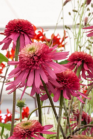 ECHINACEA_SOUTHERN_BELLE