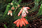 ERICA CERINTHOIDES