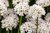 ALLIUM AMPECTENS GRACEFUL BEAUTY