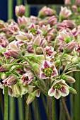 NECTAROSCORDUM SICULUM SUBSP BULGARICUM