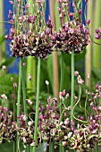 ALLIUM SCORODOPRASUM ART