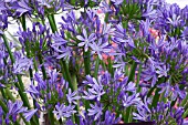 AGAPANTHUS PRAECOX