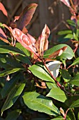 PHOTINIA