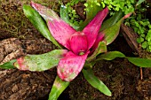 NEOREGELIA CAROLINAE PINK FLUSH