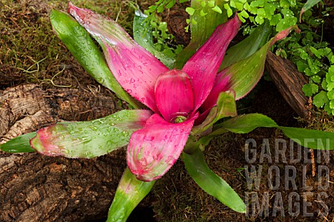 NEOREGELIA_CAROLINAE_PINK_FLUSH