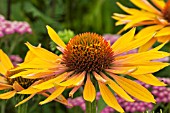 ECHINACEA ORANGE BEAUTY