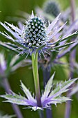 ERYNGIUM BIG BLUE