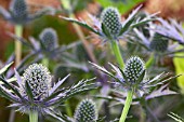 ERYNGIUM BIG BLUE