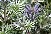 ERYNGIUM BOURGATII PICOS AMETHYST