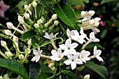 STEPHANOTIS FLORIBUNDA