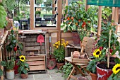 INSIDE GREENHOUSE