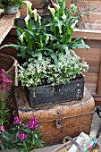 TIN BOX PLANTER IN GREENHOUSE