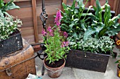 TIN BOX PLANTER IN GREENHOUSE