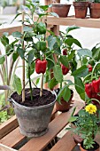 CHILLIS IN OLD BUCKET IN A GREENHOUSE