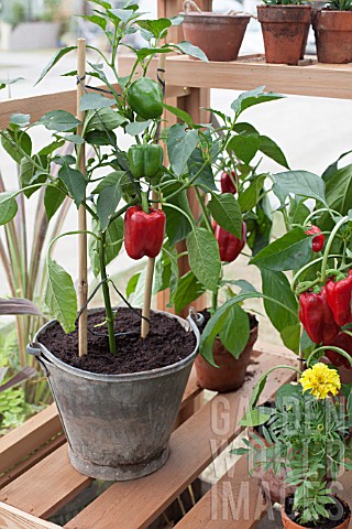 CHILLIS_IN_OLD_BUCKET_IN_A_GREENHOUSE