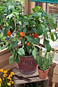 CHILLIS IN OLD METAL FIRE BUCKET IN A GREENHOUSE