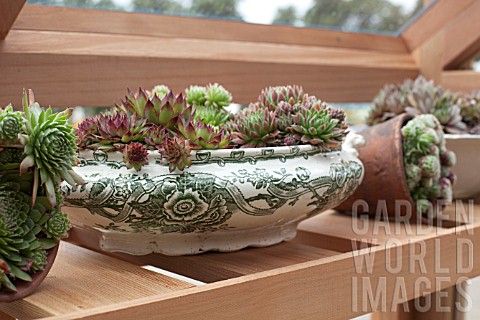SEMPERVIVUMS_IN_OLD_POTTERY_USED_AS_A_PLANTER_IN_A_GREENHOUSE