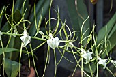 BRASSIA GIREOUDIANA